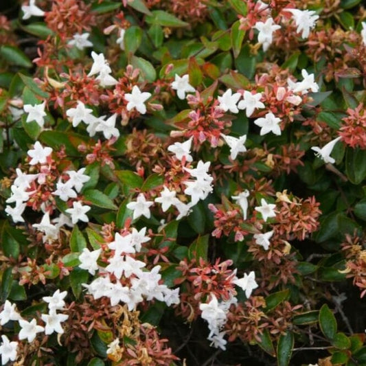 Abelia grandiflora