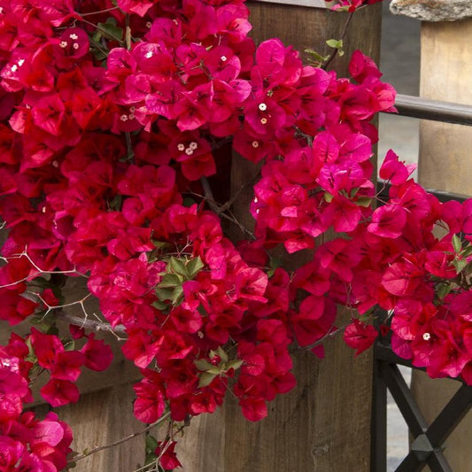 Bougainvillea 'Scarlett o Hara’