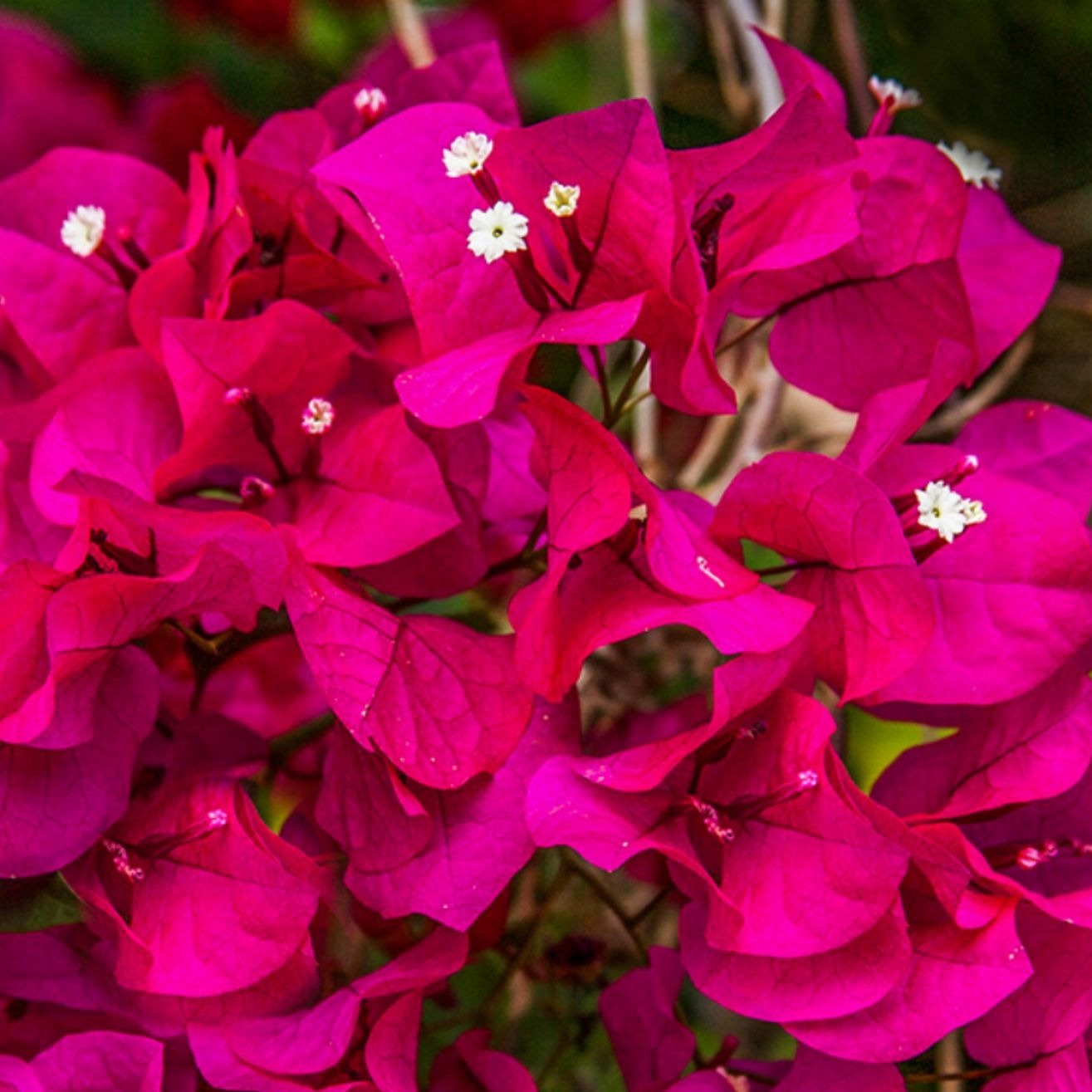 Bougainvillea Brilliant