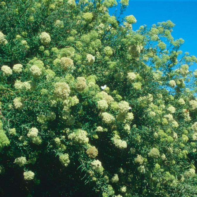 Buddleja saligna - False Olive