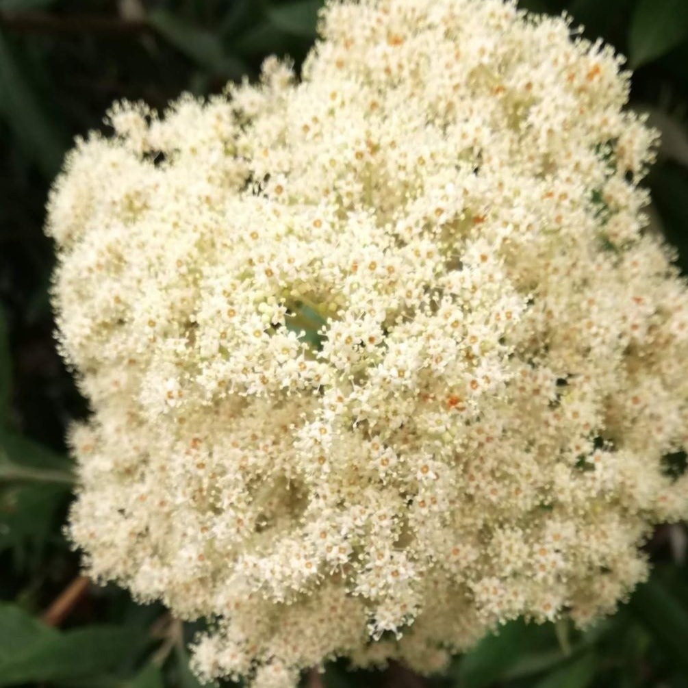 Buddleja saligna - False Olive