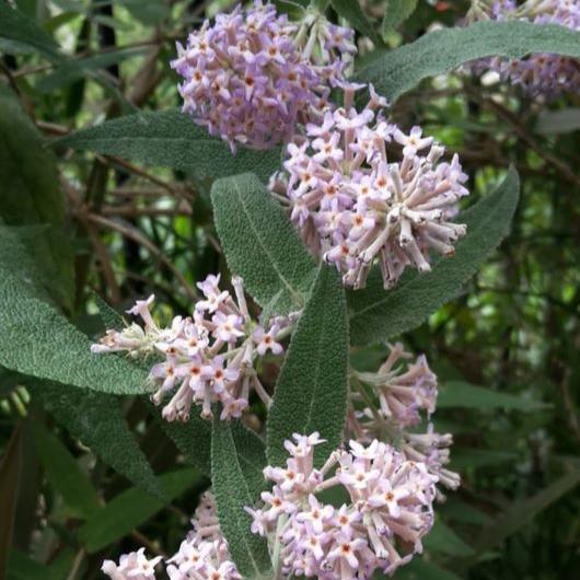 Buddleja salviifolia - sagewood