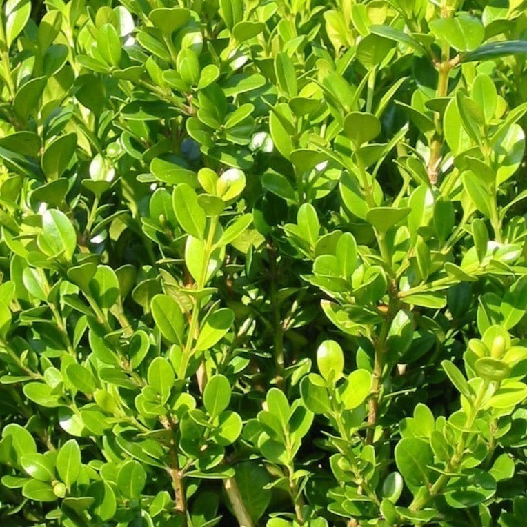 Buxus Faulkner - Boxwood