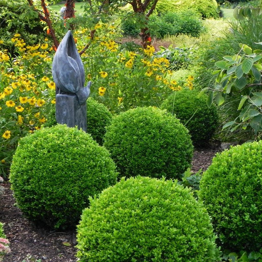 Buxus Faulkner - Boxwood