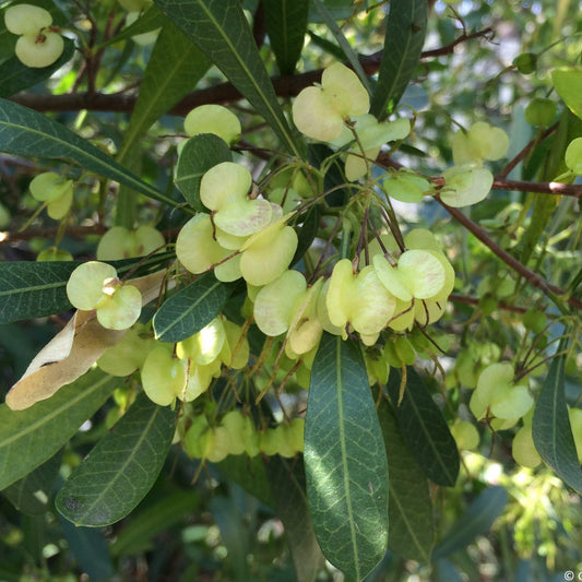 Dodonea angustifolia