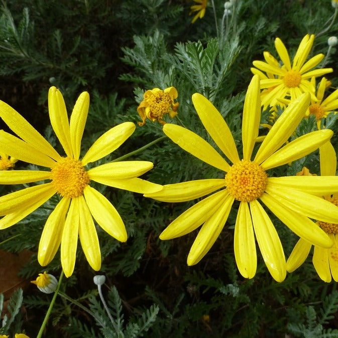 Euryops pectinatus - Golden Daisy Bush