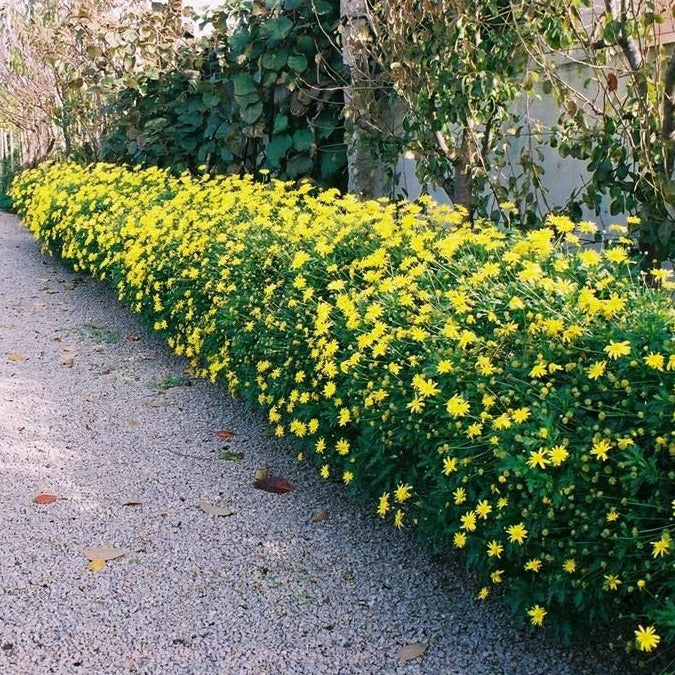 Euryops pectinatus - Golden Daisy Bush