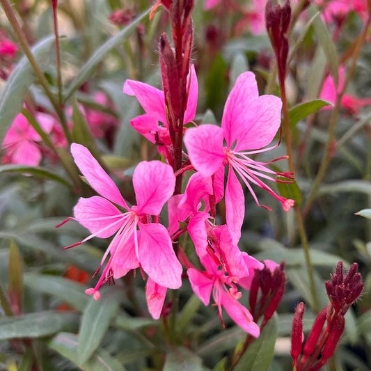 Gaura Dwarf Pink