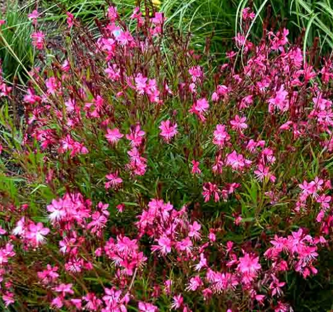 Gaura Dwarf Pink