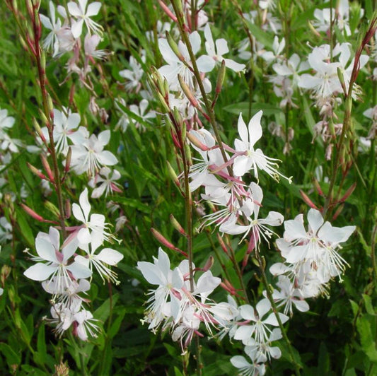 Gaura lindheimeri - white - Butterfly