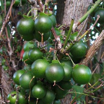 Halleria lucida - Tree Fuschia