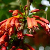 Halleria lucida - Tree Fuschia