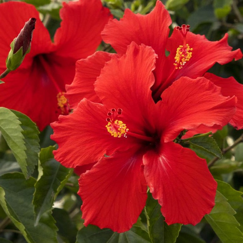 Hibiscus Brilliant Red