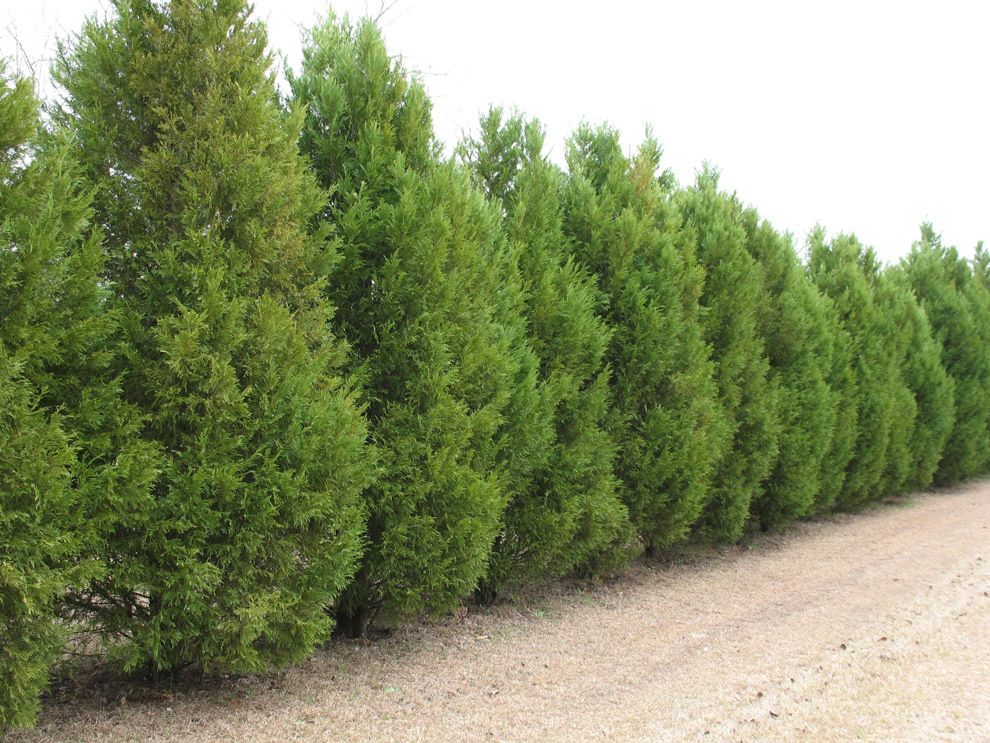 Cupressus Leylandii