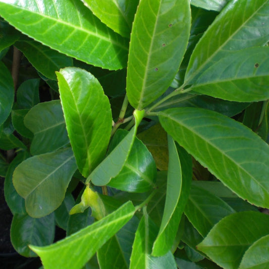 Prunus laurocerasus - Laurel