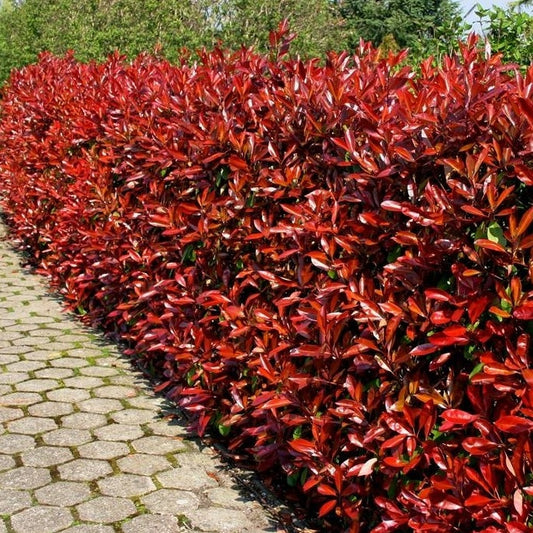 Photinia Red Robin