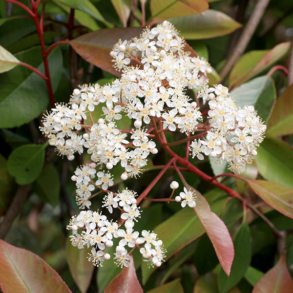 Photinia Red Robin