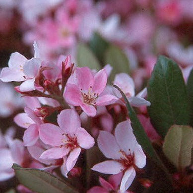 Rhaphiolepsis Pink