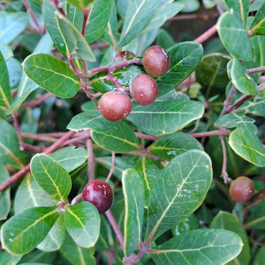 Rhoicissus digitata - Baboon Grape