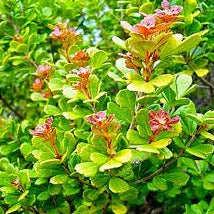 Searsia (Rhus) crenata - Dune Crow Berry