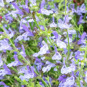 Salvia chamelaeagnea - Blue sage