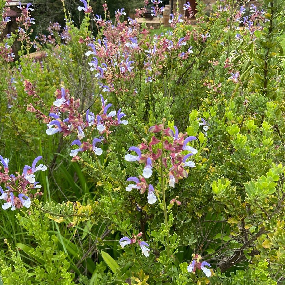 Salvia chamelaeagnea - Blue sage