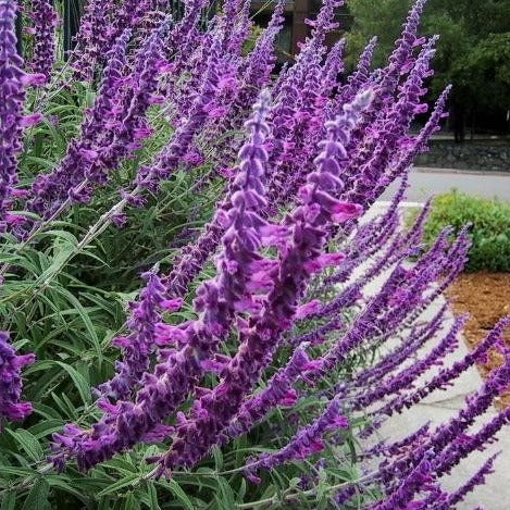 Salvia leucantha - Mexican Bush Sage - Dark Purple