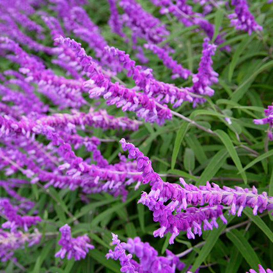 Salvia leucantha - Mexican Bush Sage - Dark Purple