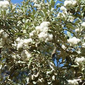 Tarcananthus camphoratus - Camphor Bush