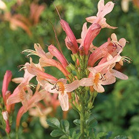 Tecoma capensis 'Salmon' - Cape Honeysuckle