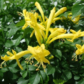 Tecoma capensis lutea (Yellow) - Cape Honeysuckle