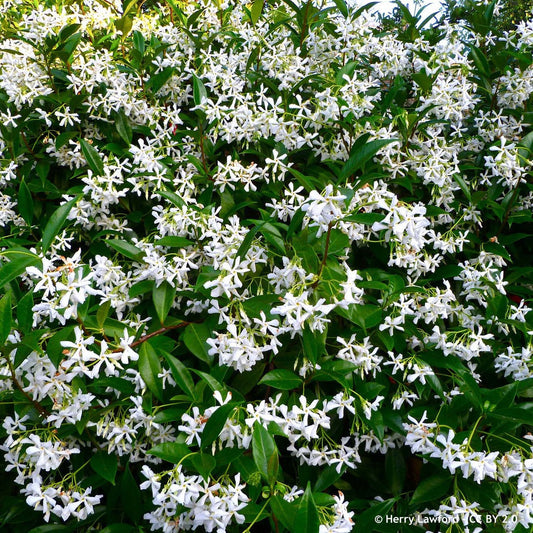 Trachylospermum jasminoides - Star Jasmium