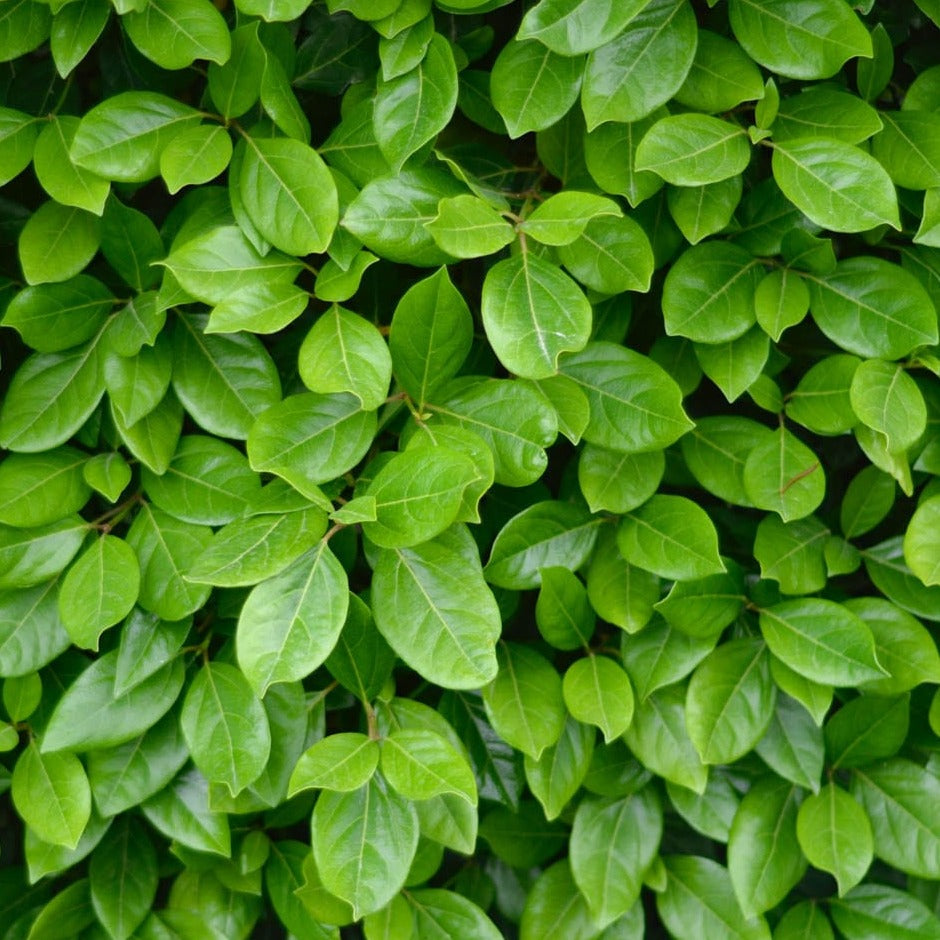 Viburnum tinus lucidum