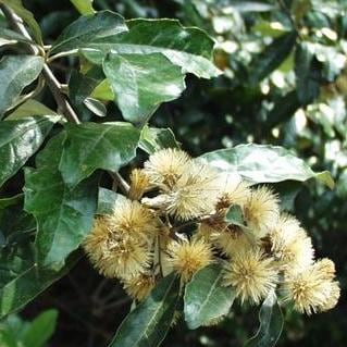 Brachyleana discolour - Coastal Silver Oak