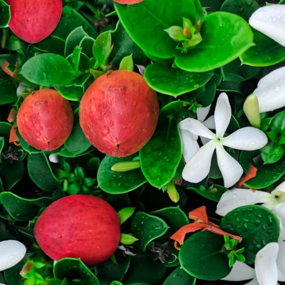 Carissa macrocarpa - Natal plum/ num-num