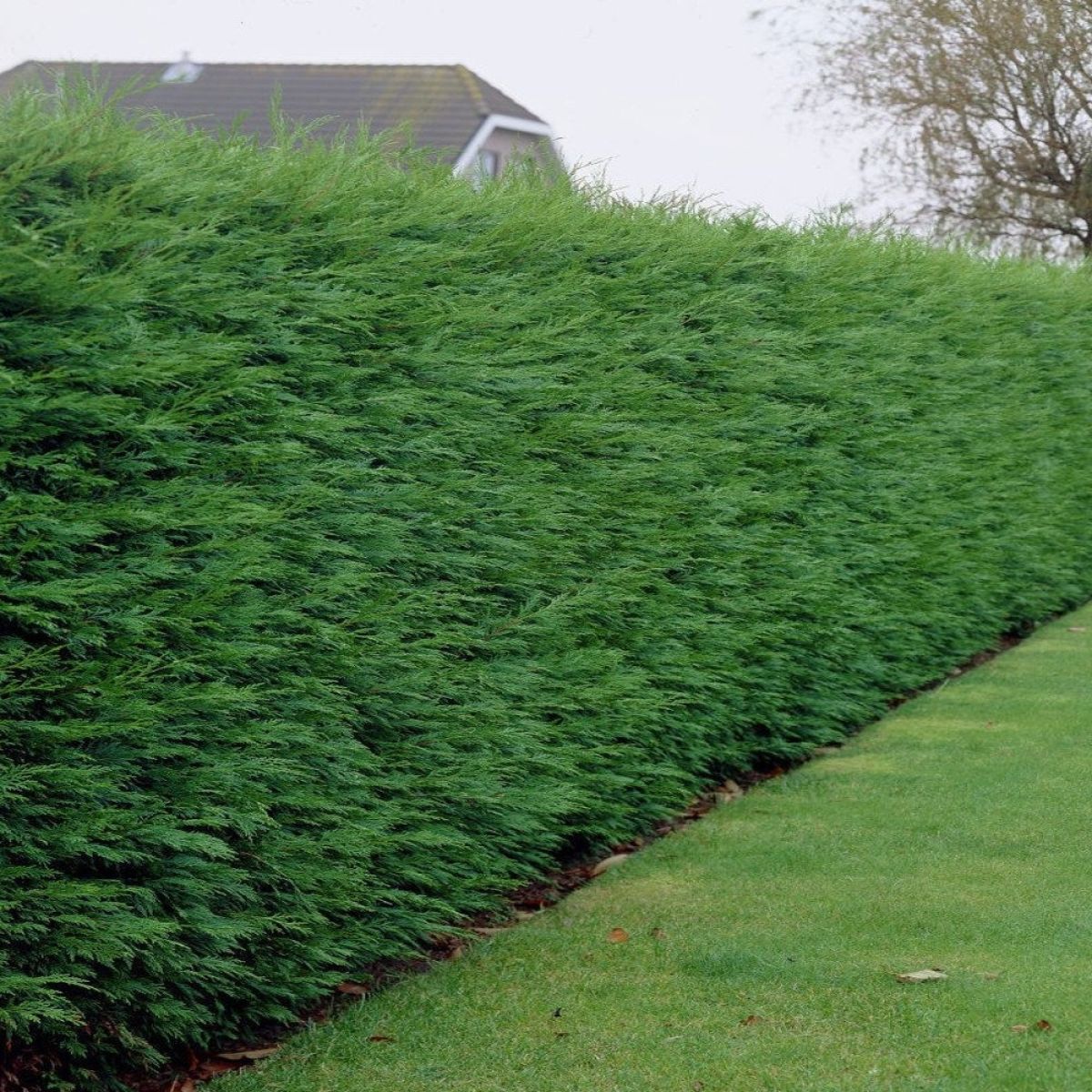 Cupressus Leylandii