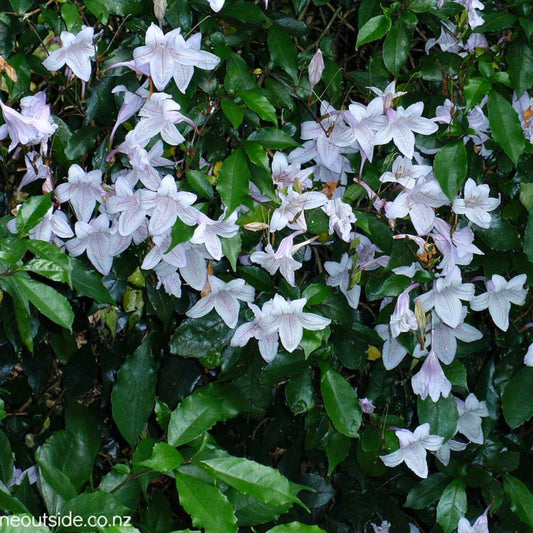 Mackaya bella - Forest bell-bush