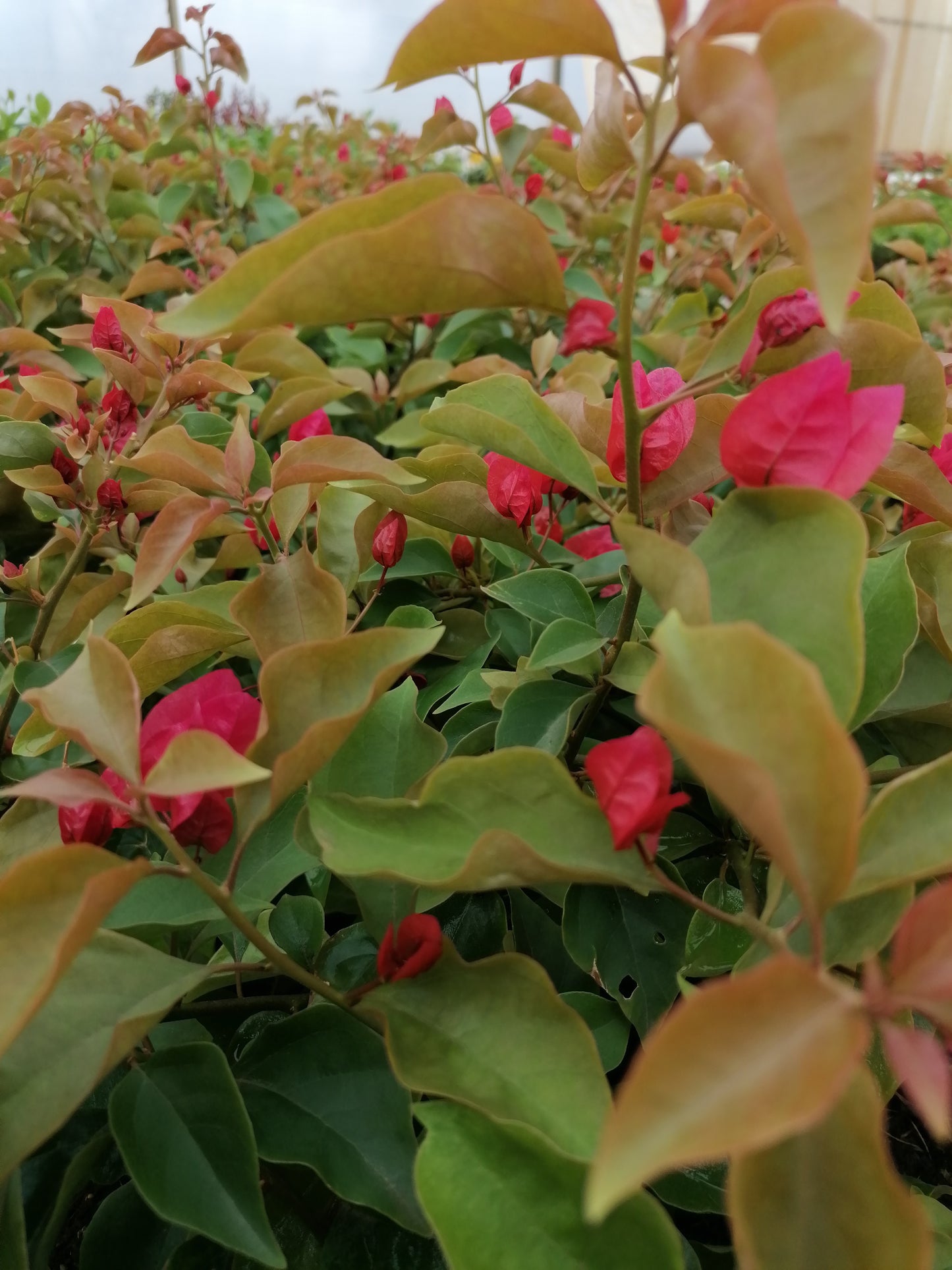 Bougainvillea 'Scarlett o Hara’