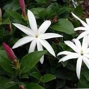 Jasminum multipartitum