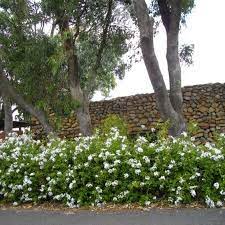 Plumbago auriculata - white