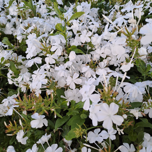 Plumbago auriculata - white