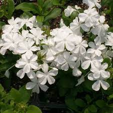 Plumbago auriculata - white