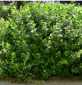 Searsia (Rhus) crenata - Dune Crow Berry