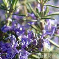 Rosmarinus McConnells Blue - Rosemary