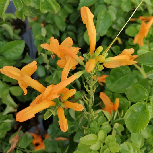 Tecoma capensis 'Gold' - Cape Honeysuckle