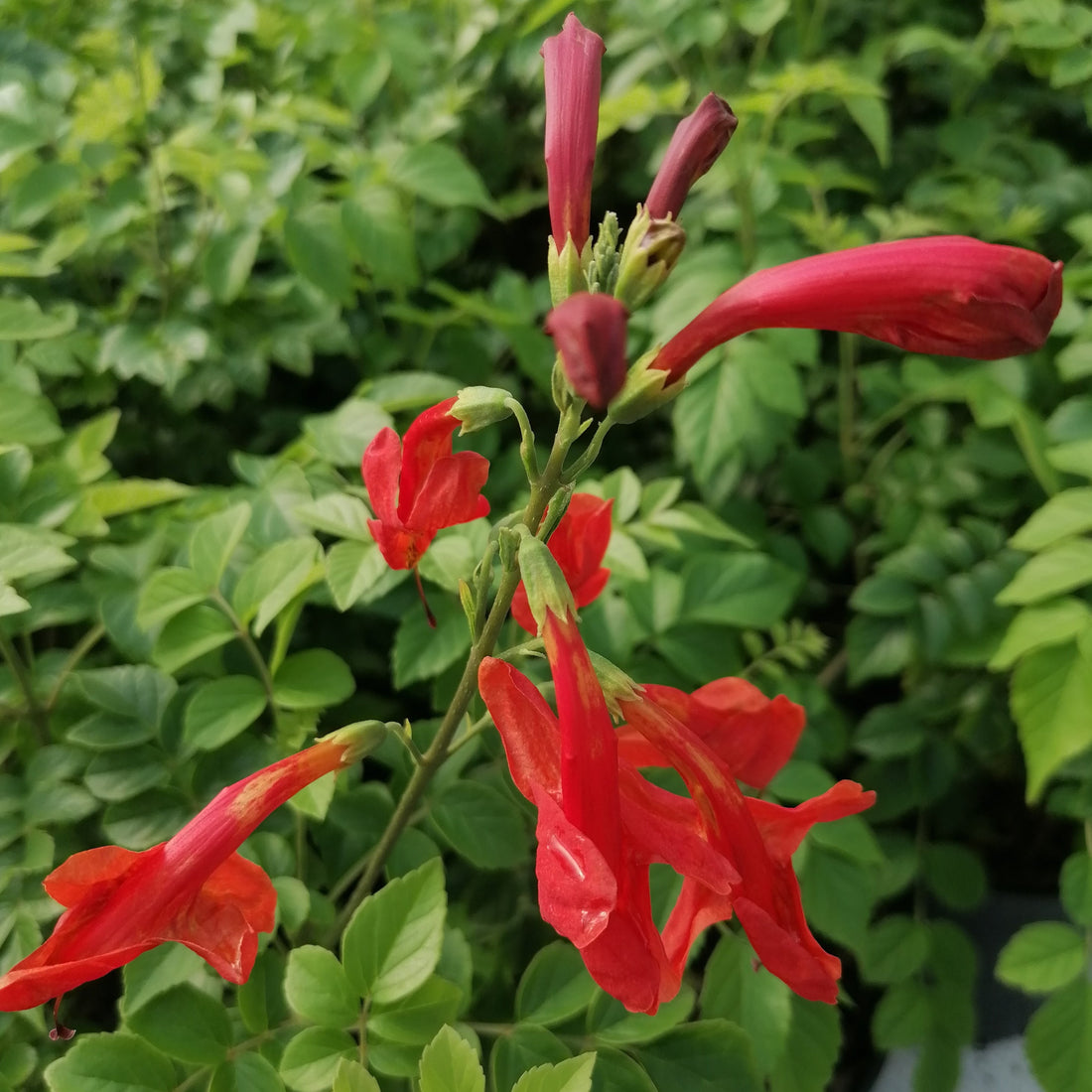 Tecoma capensis 'Red' - Cape Honeysuckle – Hedges Online