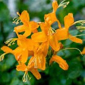 Tecoma capensis 'Gold' - Cape Honeysuckle