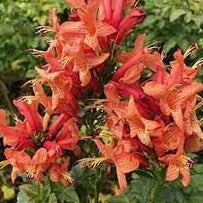 Tecoma capensis 'Salmon' - Cape Honeysuckle