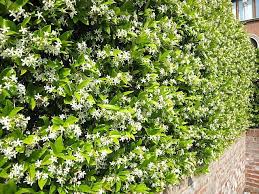 Trachylospermum jasminoides - Star Jasmium