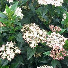 Viburnum tinus compactum